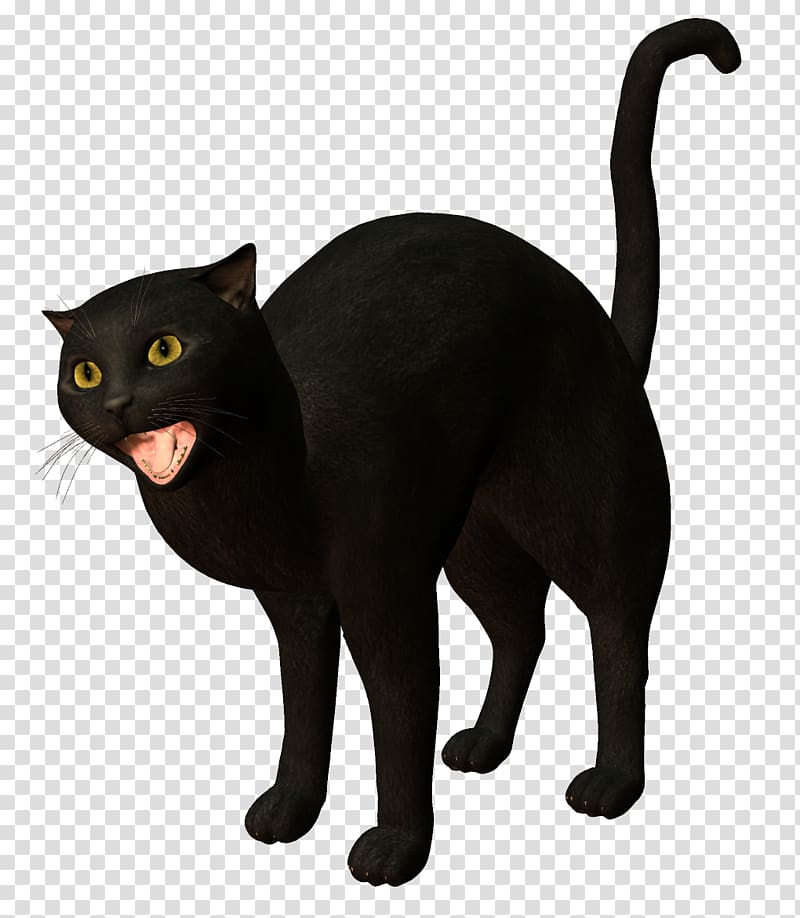 Bombay cat Burmese cat Korat Black cat, Witch Cat transparent background PNG clipart