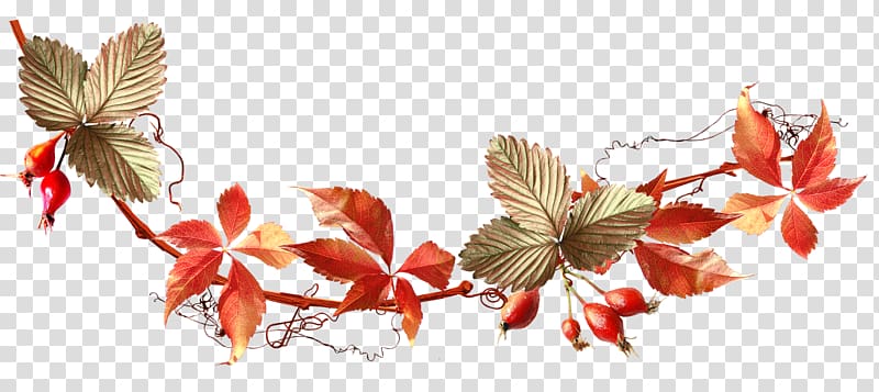 Autumn Auglis , acorn transparent background PNG clipart