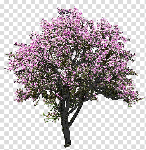 Tree Flower , a magnolia transparent background PNG clipart