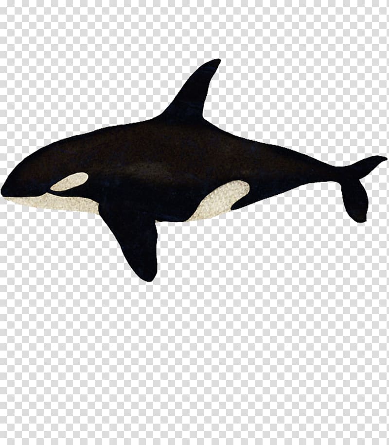 Killer whale Rough-toothed dolphin Hoodie Short-beaked common dolphin Common bottlenose dolphin, tshirt transparent background PNG clipart