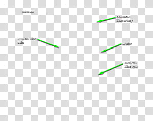 Brand Diagram Line, line transparent background PNG clipart thumbnail