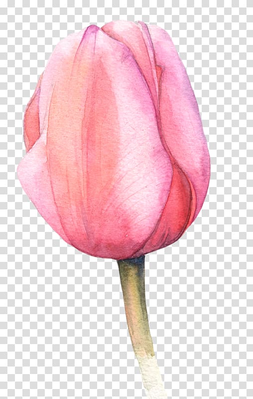 Watercolour Flowers Watercolor painting Tulip, watercolor white flower transparent background PNG clipart