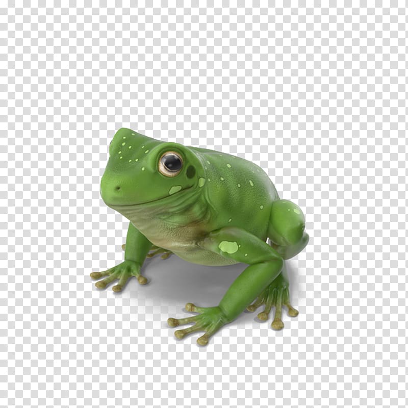 True frog Green Tree frog, Australian Green Tree Frog transparent background PNG clipart