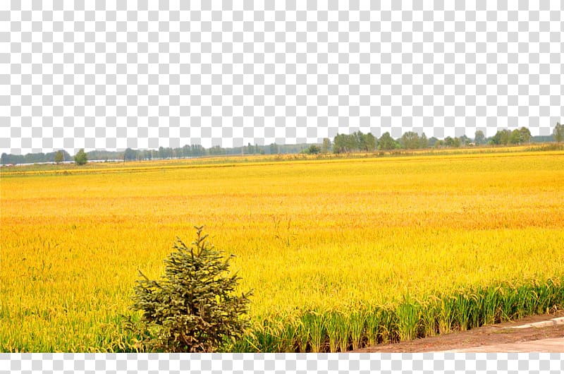 Zhaodongzhen u8087u4e1cu4e03u4e2d Zhaodong Public Security Bureau Paddy Field u9285u5dde, Golden Paddy Field transparent background PNG clipart