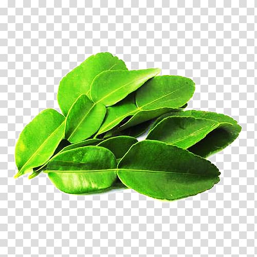 green leaves, Kaffir lime Thai cuisine Lemon Tom yum Flavor, Green lemon leaf material transparent background PNG clipart