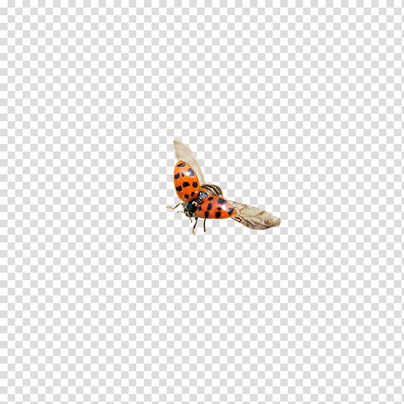 Insect Icon, ladybug transparent background PNG clipart