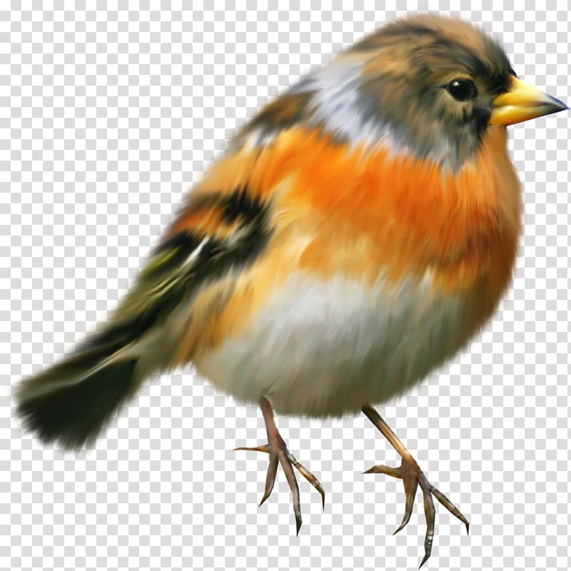 Bird European robin Painting , sparrow transparent background PNG clipart