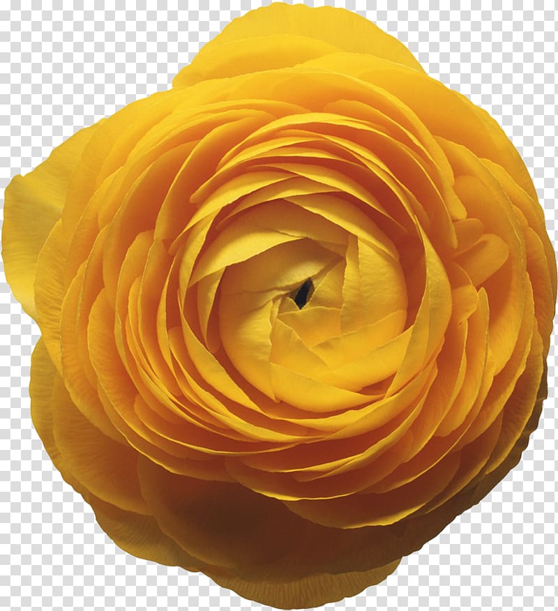 Garden roses Persian buttercup Flower Kidneyleaf buttercup , flower transparent background PNG clipart