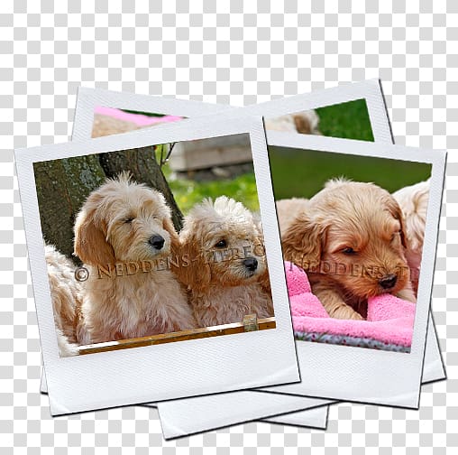 Goldendoodle Cockapoo Puppy Labradoodle Dog breed, puppy transparent background PNG clipart