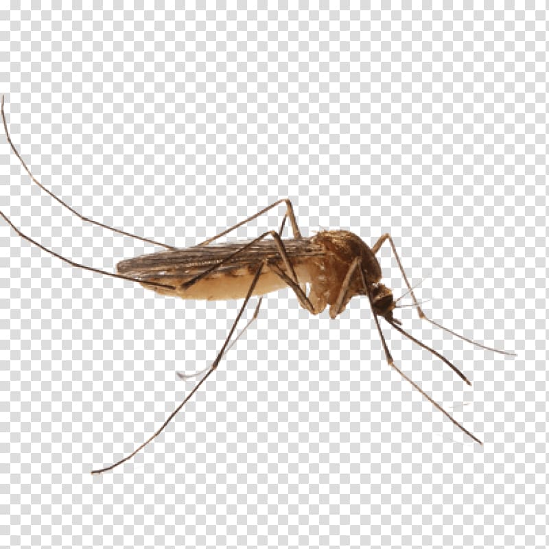 Mosquito control Pest Control Nematocera, mosquito transparent background PNG clipart