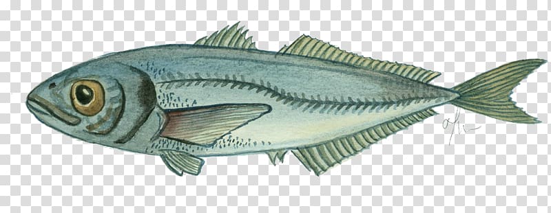 Mackerel Fish products Fishing Oily fish, fish transparent background PNG clipart