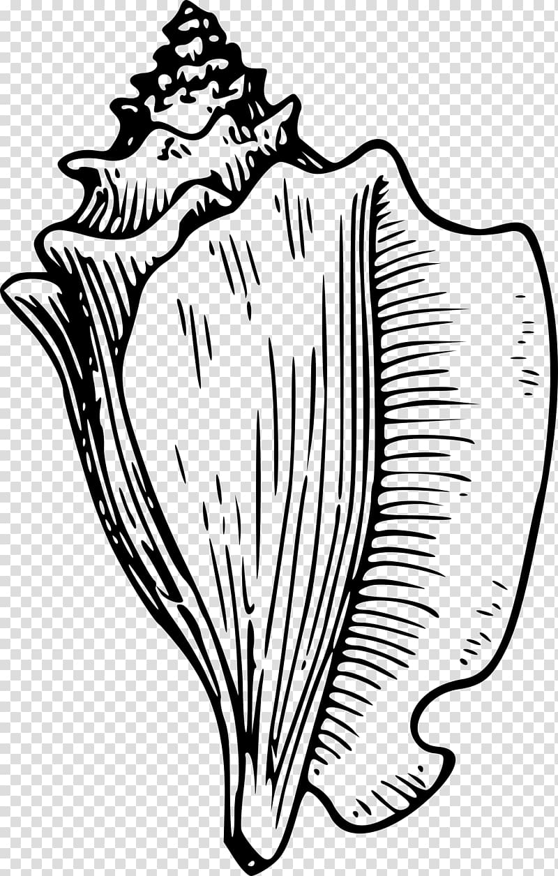 Conch Seashell Drawing , nature sea animals conch transparent background PNG clipart