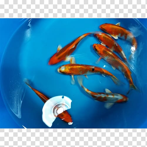 Koi Goldfish Marine biology Close-up, plantas japonesa transparent background PNG clipart