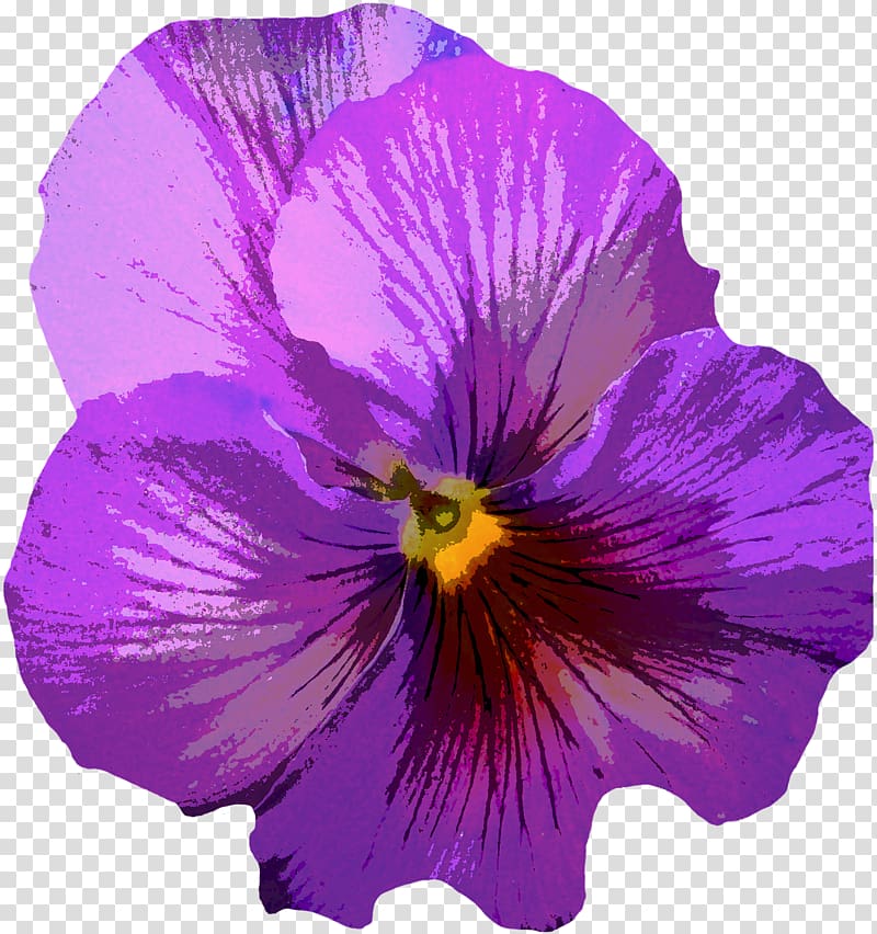 Viola pedunculata Pansy Flower Color , violet transparent background PNG clipart