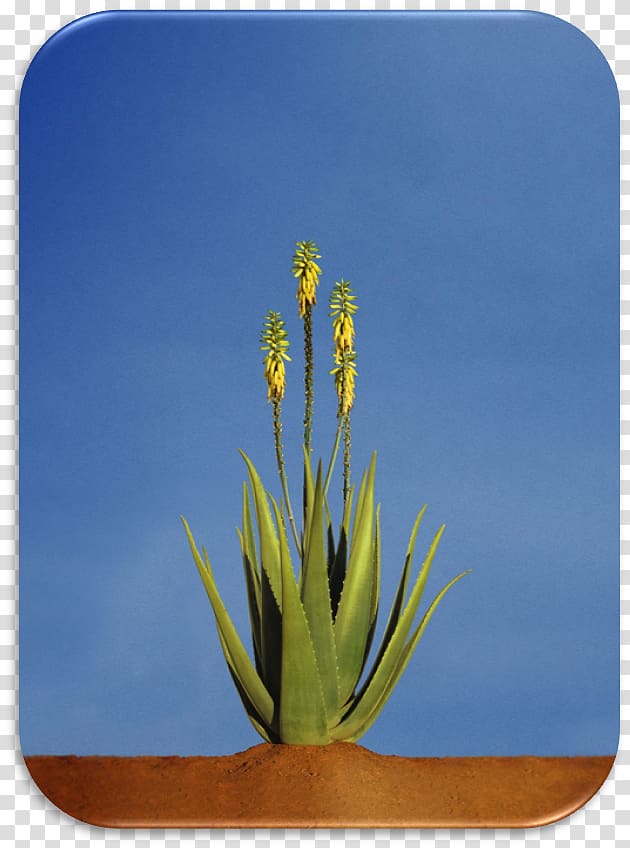 Aloe vera Plant Asphodelaceae Xanthorrhoeaceae Gel, plant aloe vera transparent background PNG clipart