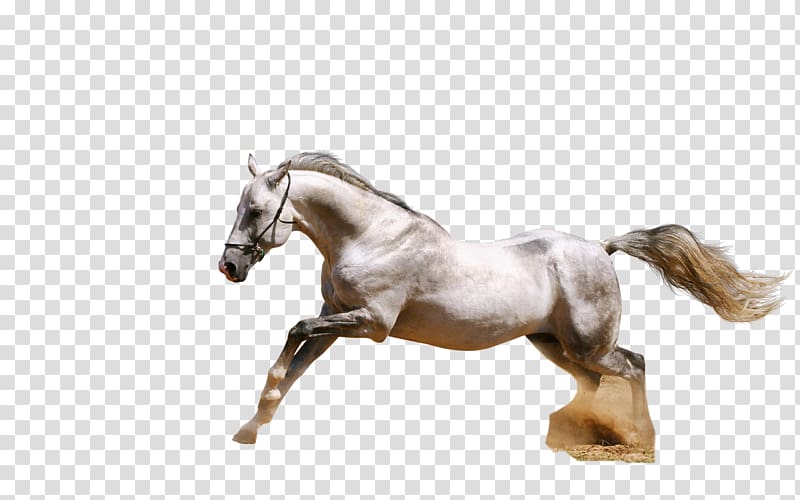 Arabian horse Andalusian horse White , horse transparent background PNG clipart