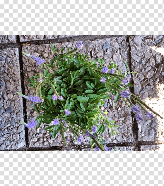 Groundcover Lawn Herb Shrub Flower, veronica transparent background PNG clipart