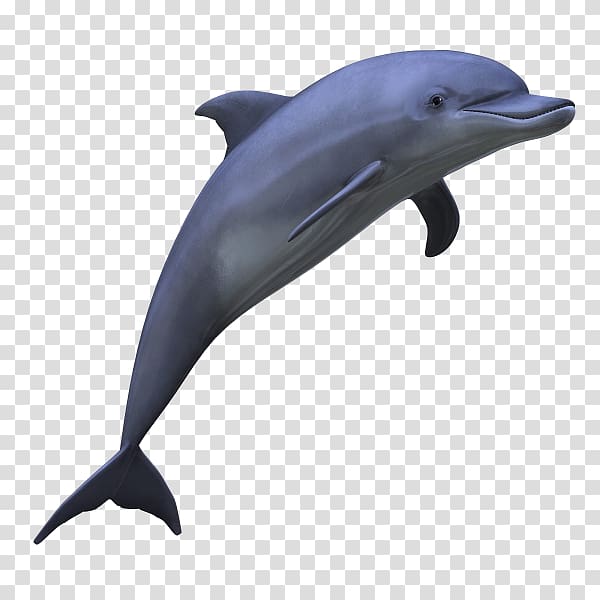 gray dolphin, Dolphin , Dolphin transparent background PNG clipart