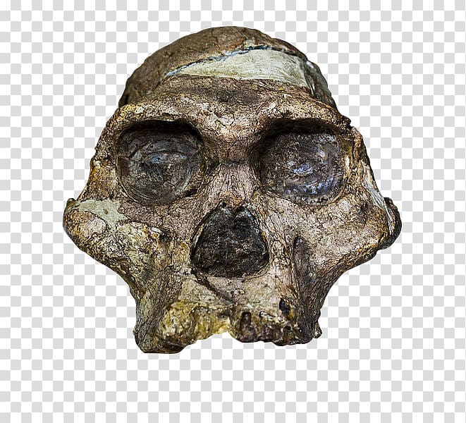 Sterkfontein Cradle of Humankind Taung Australopithecus africanus Mrs. Ples, skull transparent background PNG clipart