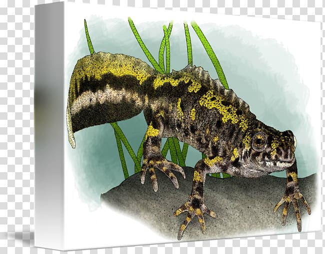 Marbled newt Reptile Terrestrial animal Blanket, marbled transparent background PNG clipart