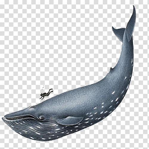 Blue Whale Homo sapiens , Large blue whale transparent background PNG clipart