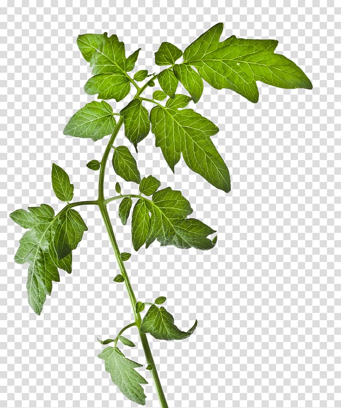 Tomato Plant Vegetable, tomato transparent background PNG clipart