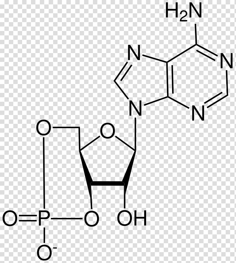 Adenosine monophosphate N6-Methyladenosine Nucleoside Adenine, others transparent background PNG clipart