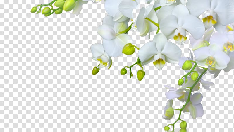 white orchid illustration, Orchids Flower Desktop Bud, orchid transparent background PNG clipart