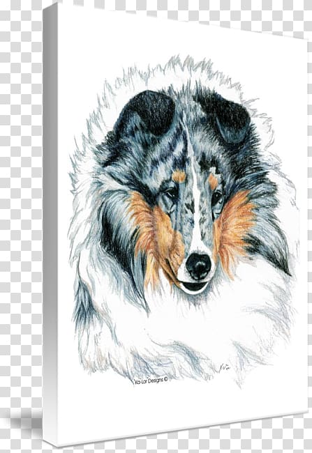 Rough Collie Shetland Sheepdog Australian Shepherd Old English Sheepdog Scotch Collie, Shetland Sheepdog transparent background PNG clipart