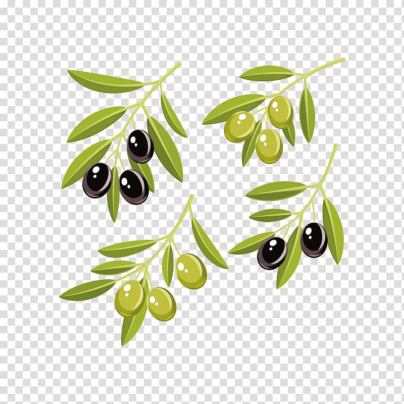 Olive oil graphics Olive leaf, Olive Branch Coloring Page transparent background PNG clipart