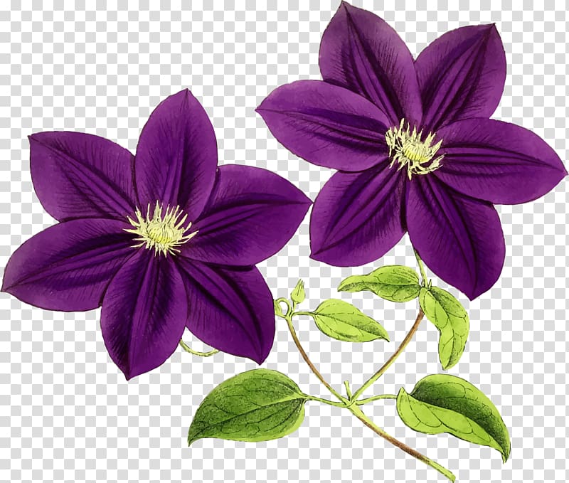 Flower Purple Violet , callalily transparent background PNG clipart