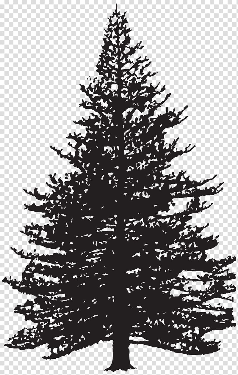Fir Drawing Pine , tree transparent background PNG clipart