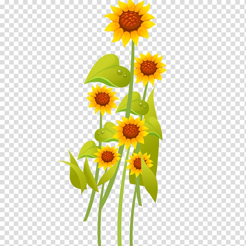 Common sunflower Cartoon Drawing, sunflower transparent background PNG clipart
