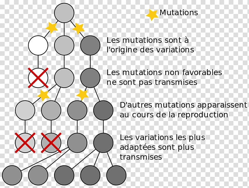 Natural selection Bacteria Mutation–selection balance Evolution, science transparent background PNG clipart
