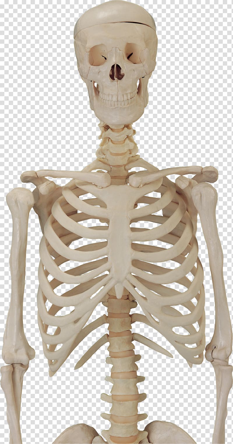 human skeleton, Human skeleton Skull , Biomedical skeleton transparent background PNG clipart