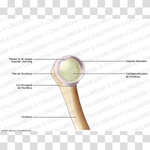 Shoulder Line, line transparent background PNG clipart thumbnail
