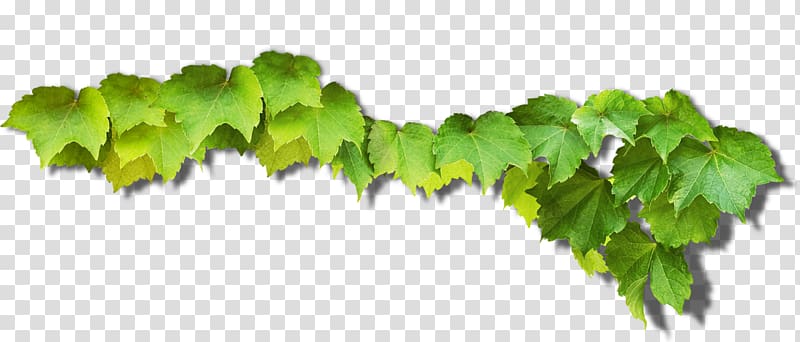 green leafed plant art, Common Grape Vine Green Grape leaves, Green grape leaves transparent background PNG clipart