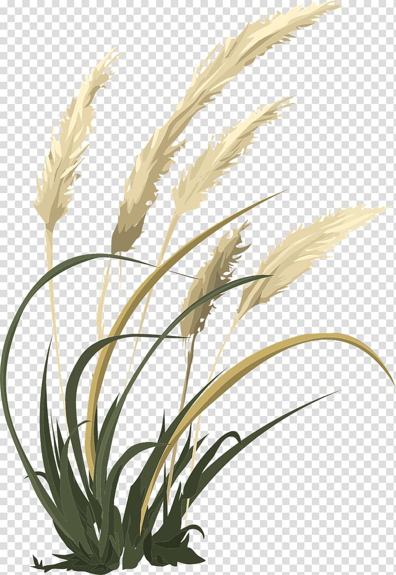 Agropyron Wheatgrass Flowering plant, wheat transparent background PNG clipart