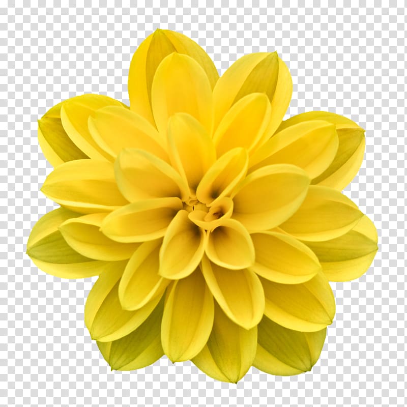 Flower .xchng, Creative flowers abstract flowers, macro of yellow Dahlia flower transparent background PNG clipart