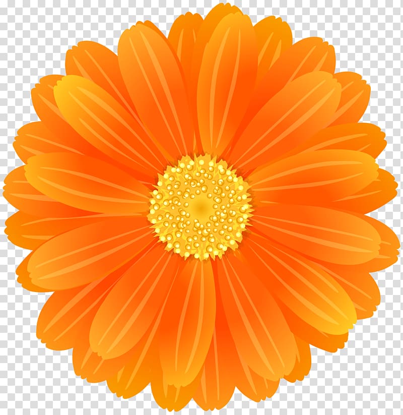 Transvaal daisy Flower Desktop Orange , orange flower transparent background PNG clipart