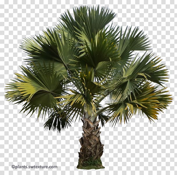 Asian palmyra palm Babassu Saw palmetto Palm trees Peach Palm, coconut transparent background PNG clipart
