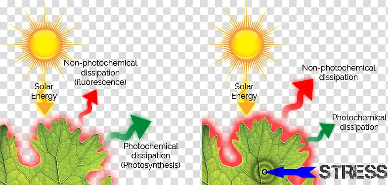 Chlorophyll fluorescence synthesis Kautsky effect, synthetic efficiency transparent background PNG clipart