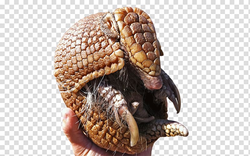Giant armadillo 2014 FIFA World Cup Brazilian three-banded armadillo Fuleco, fuleco transparent background PNG clipart