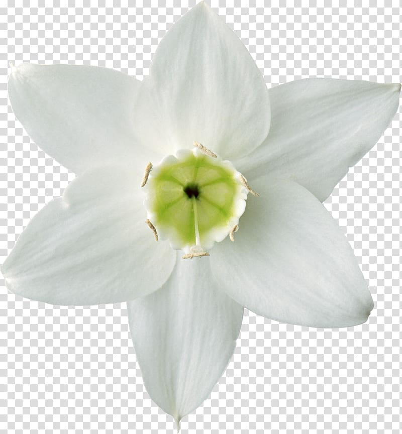 Flower Daffodil Plant Lilium, white flowers transparent background PNG clipart