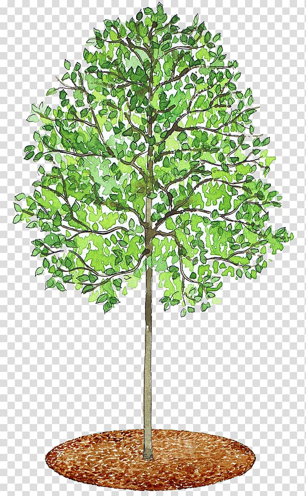 Tilia cordata Plane trees Mulch Portable Network Graphics, tree transparent background PNG clipart