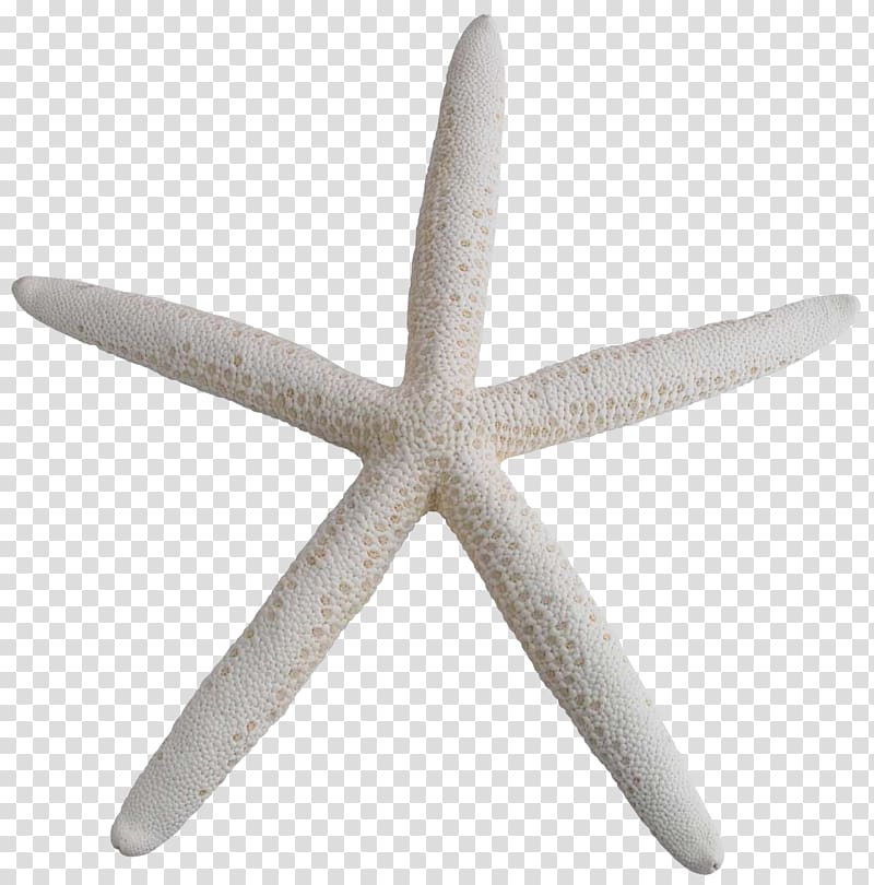 Starfish, design transparent background PNG clipart