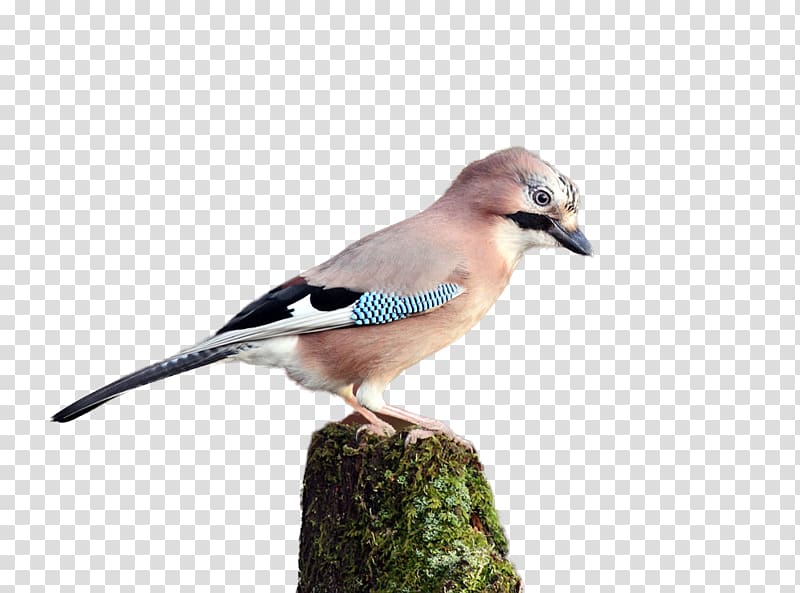 Blue jay Finch Fauna Beak Feather, Birds transparent background PNG clipart