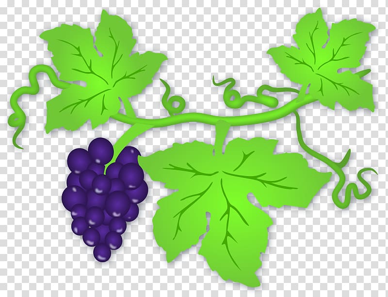 Common Grape Vine Wine Grape leaves , Grapes transparent background PNG clipart