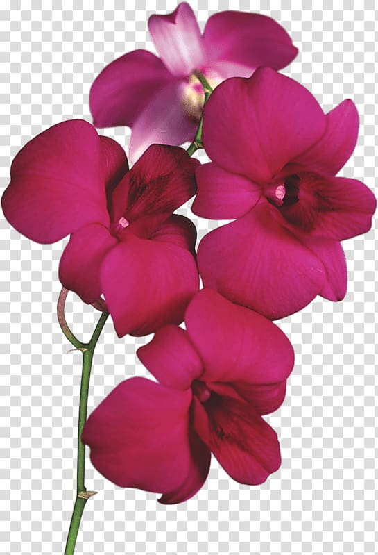 pink flowers illustration, Orchid On Branch transparent background PNG clipart