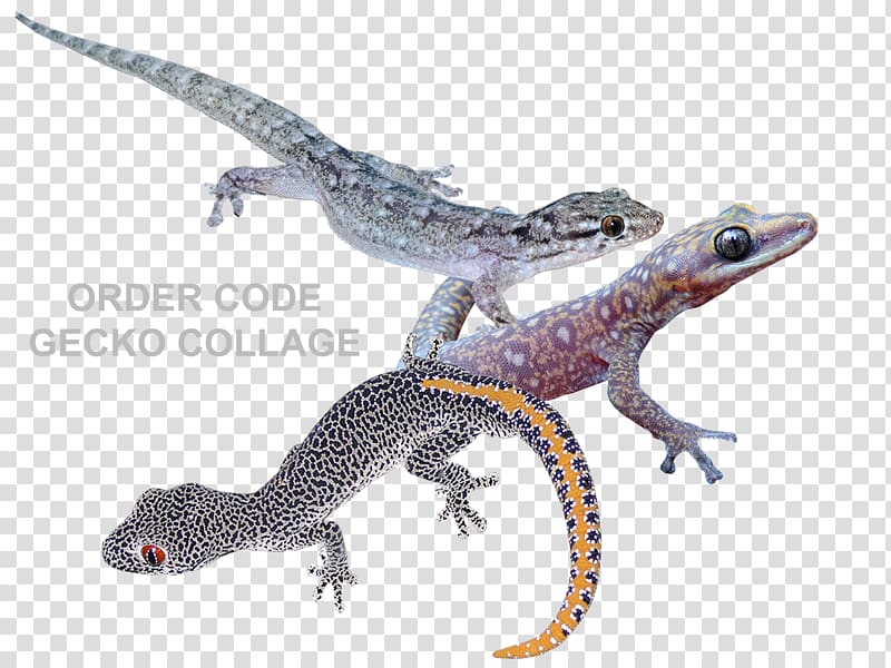 Gecko Reptiles In Focus Newt Amphibian, Geko transparent background PNG clipart